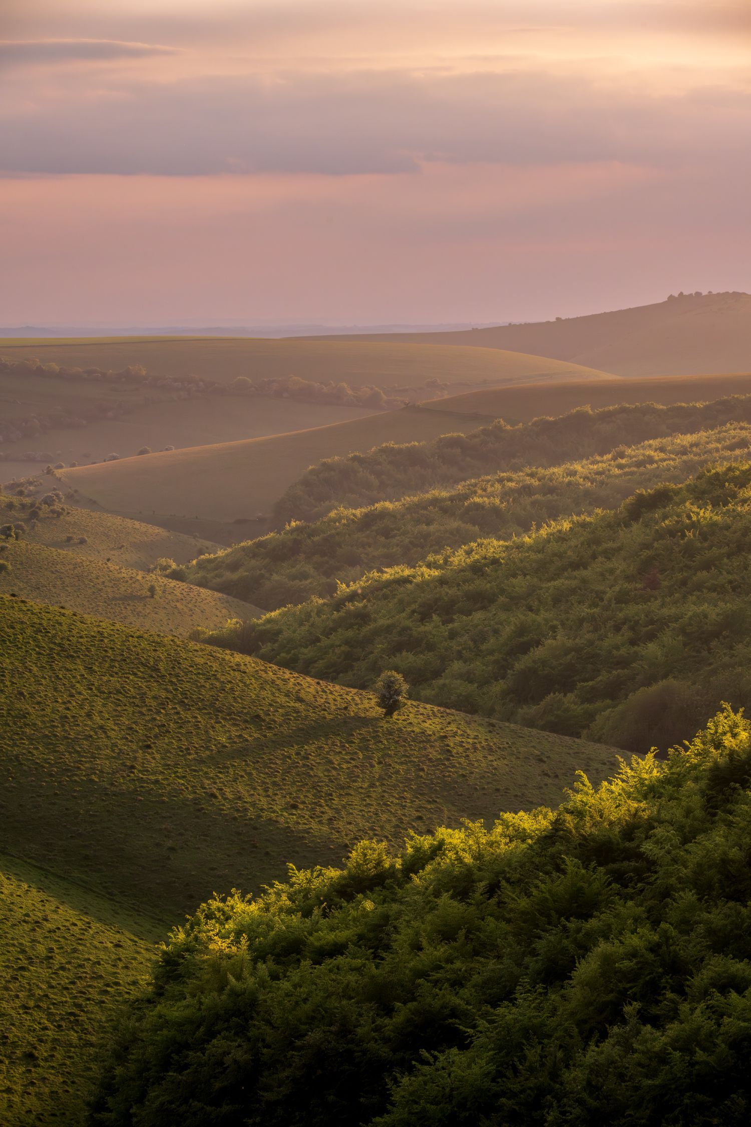 Evening Light, Melbury Down, north Dorset