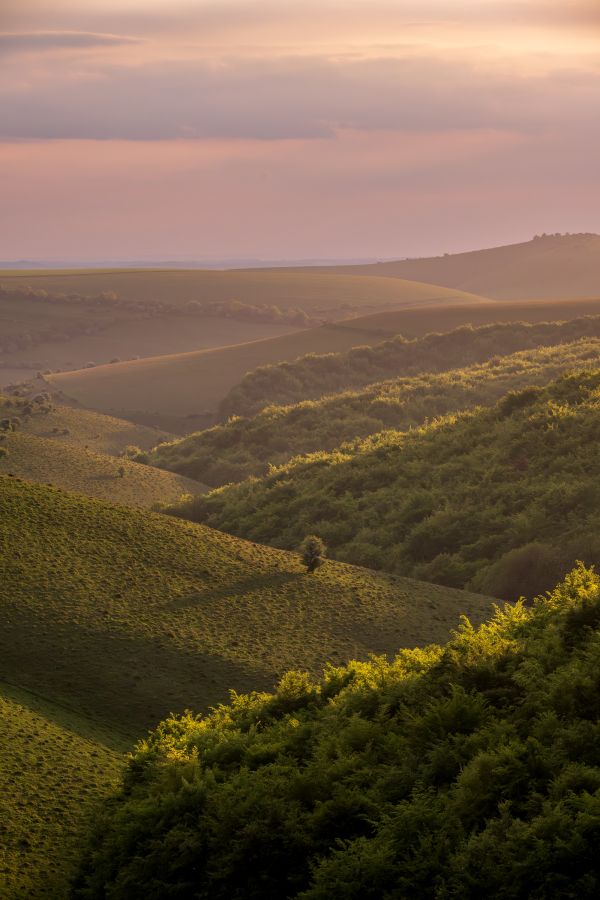 Evening Light, Melbury Down, north Dorset